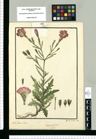 Salpiglossis sinuata / Isid[ro] Galvez delin.; F[austo] M[artínez de la] Torre incid. Original drawing from Ruiz & Pavón's Expedition (1777-1816)