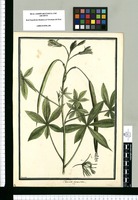 Cleome gigantea / Brunete. Original drawing from Ruiz & Pavón's Expedition (1777-1816)