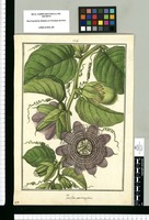 Passiflora quadrangularis / Galvez. Original drawing from Ruiz & Pavón's Expedition (1777-1816)