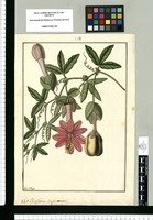 Passiflora trigonocarpa / Fran[cis]co Pulgar. Original drawing from Ruiz & Pavón's Expedition (1777-1816)