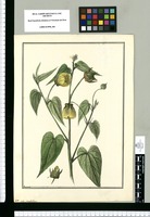 Sida grandiflora / Brunete. Original drawing from Ruiz & Pavón's Expedition (1777-1816)