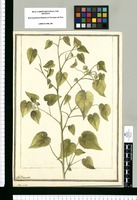 Sida mitis / J[ose]ph Brunete. Original drawing from Ruiz & Pavón's Expedition (1777-1816)