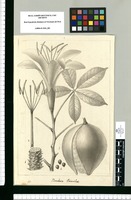 Bombax erianthos. Original drawing from Ruiz & Pavón's Expedition (1777-1816)