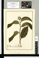 Urena [fasciculata] / Fran[cis]co Pulgar. Original drawing from Ruiz & Pavón's Expedition (1777-1816)