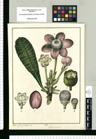 Gustavia spathulata / Xavier Cortes y Alcoser del. Original drawing from Ruiz & Pavón's Expedition (1777-1816)