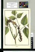 Erythrina [articulata] / Brunete. Original drawing from Ruiz & Pavón's Expedition (1777-1816)
