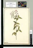 Hedysarum procumbens Flor. Peruan. / J[ose]ph Brunete. Original drawing from Ruiz & Pavón's Expedition (1777-1816)