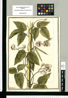 Phaseolus vexillatus. L.; an Caracola / J[ose]ph Brunete. Original drawing from Ruiz & Pavón's Expedition (1777-1816)