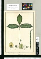 Swartzia pinnata / Xavier Cortes y Alcoser del. Original drawing from Ruiz & Pavón's Expedition (1777-1816)