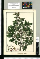 Ternstroemia globosa / Galvez. Original drawing from Ruiz & Pavón's Expedition (1777-1816)