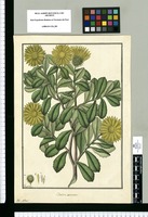 Dondia cuneata / Fran[cis]co Pulgar. Original drawing from Ruiz & Pavón's Expedition (1777-1816)