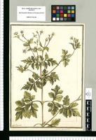 Bidens bipinnata L. / J[ose]ph Brunete. Original drawing from Ruiz & Pavón's Expedition (1777-1816)