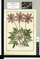 Coreopsis purpurea / Fran[cis]co Pulgar. Original drawing from Ruiz & Pavón's Expedition (1777-1816)