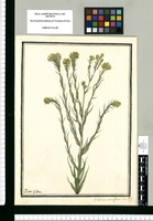 Gnaphalium odoratissimum: Flor P. L. / Ysidro Galvez. Original drawing from Ruiz & Pavón's Expedition (1777-1816)