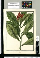 Lobelia [coccinea] / Galvez. Original drawing from Ruiz & Pavón's Expedition (1777-1816)