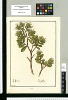 Molina / Fran[cis]co Pulgar. Original drawing from Ruiz & Pavón's Expedition (1777-1816)