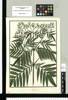 Tagetes [ciliata] / Fran[cis]co Pulgar. Original drawing from Ruiz & Pavón's Expedition (1777-1816)