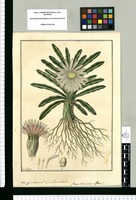 ¿Cineraria? Calluhacalluha; ¿Gen. Cinerariae affine? / Fran[cis]co Pulgar. Original drawing from Ruiz & Pavón's Expedition (1777-1816)