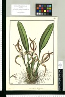 Maxillaria longipetala / Galvez. Original drawing from Ruiz & Pavón's Expedition (1777-1816)