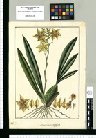 Maxillaria triphylla / Fran[cis]co Pulgar. Original drawing from Ruiz & Pavón's Expedition (1777-1816)