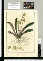 Bletia uniflora / Fran[cis]co Pulgar. Original drawing from Ruiz & Pavón's Expedition (1777-1816)