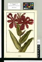 Sobralia? / Fran[cis]co Pulgar. Original drawing from Ruiz & Pavón's Expedition (1777-1816)