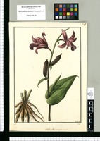 Sobralia amplexicaulis / Galvez. Original drawing from Ruiz & Pavón's Expedition (1777-1816)