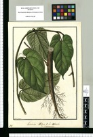 Aristolochia; Bejuco de la Estrella o Contrayerba / Fran[cis]co Pulgar. Original drawing from Ruiz & Pavón's Expedition (1777-1816)