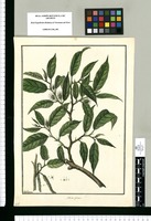 Morus spinosa / Galvez. Original drawing from Ruiz & Pavón's Expedition (1777-1816)