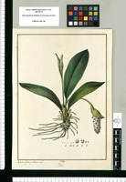 Pothos [punctata] / Xavier Cortes y Alcoser del. Original drawing from Ruiz & Pavón's Expedition (1777-1816)