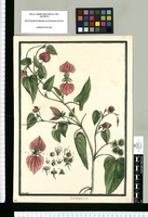 Dalechampia rosea / Brunete. Original drawing from Ruiz & Pavón's Expedition (1777-1816)