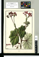 Begonia [utriculata] / Galvez. Original drawing from Ruiz & Pavón's Expedition (1777-1816)