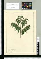 Phyllanthus?. Original drawing from Ruiz & Pavón's Expedition (1777-1816)