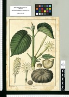 Hura aculeata / Xav[ier] Cor[te]z y Alcozer del. Original drawing from Ruiz & Pavón's Expedition (1777-1816)