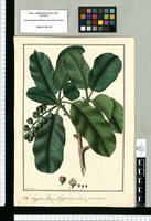 Sapium Jaccq. Hippomane Linei glandulosum [Sapium glandulosum] / Fran[cis]co Pulgar. Original drawing from Ruiz & Pavón's Expedition (1777-1816)