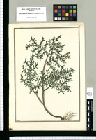 [Urtica diaphana] / Brunete. Original drawing from Ruiz & Pavón's Expedition (1777-1816)