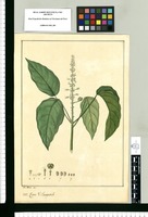 Croton, V. Sampatich [sic] / Jose Rivera del. Original drawing from Ruiz & Pavón's Expedition (1777-1816)