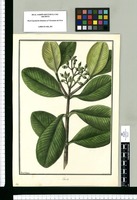 Clusia / Fran[cis]co Pulgar. Original drawing from Ruiz & Pavón's Expedition (1777-1816)