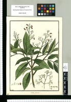 Schinus pinnata / Brunete. Original drawing from Ruiz & Pavón's Expedition (1777-1816)