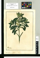 Myrica cerifera? / Fran[cis]co Pulgar. Original drawing from Ruiz & Pavón's Expedition (1777-1816)