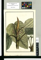 Cecropia clavata: ad Cousap[oa] genus Aublet / Brunete. Original drawing from Ruiz & Pavón's Expedition (1777-1816)