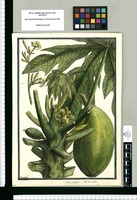 Carica papaya: flos masculus / Brunete. Original drawing from Ruiz & Pavón's Expedition (1777-1816)
