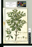 Ruizia fragrans / Isid[ro] Galvez delin. Original drawing from Ruiz & Pavón's Expedition (1777-1816)