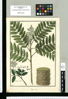 Fagara. Huilca / Brunete. Original drawing from Ruiz & Pavón's Expedition (1777-1816)