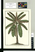 Musa, platano encarnado de las Islas de Otahiti / Francisco Pulgar. Original drawing from Ruiz & Pavón's Expedition (1777-1816)