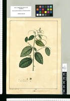 Gouania tomentosa Jacquin? / Xav[ier] Cort[és] y Alc[oce]r del. Original drawing from Ruiz & Pavón's Expedition (1777-1816)
