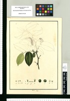 Celtis. Original drawing from Ruiz & Pavón's Expedition (1777-1816)