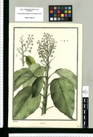 Aralia? [polygama] / Galvez. Original drawing from Ruiz & Pavón's Expedition (1777-1816)