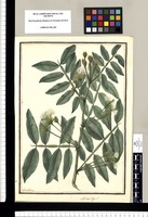 Mimosa inga: L. / Ysidro Galvez. Original drawing from Ruiz & Pavón's Expedition (1777-1816)