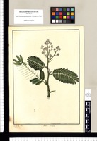 Mimosa [Pithecellobium niopoides] / J[osé] G[abriel] R[ivera] del. Original drawing from Ruiz & Pavón's Expedition (1777-1816)